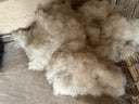 Gathering the Wool